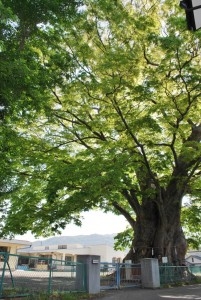 蓑輪町にある県指定の木ノ下の大ケヤキの写真