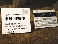 展示品のナウマンゾウの休養中の看板の写真