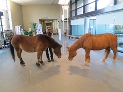 ホンモノの木曽馬（空号）と当館展示（製作）の木曽馬との貴重なツーショット