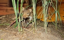 ウリボウのウーリーちゃんの写真