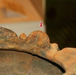 イノシシの鼻先のように見える土器の造形