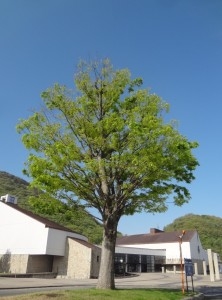 ケヤキの木の写真