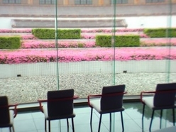 常設展示室入口に咲き誇る満開のツツジ